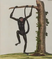 An illustration from (Tafelband 1): Theil 1 - 3 und Supplement 1 u. 2: Taf. I - CLXV (1775)