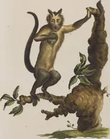 An illustration from (Tafelband 1): Theil 1 - 3 und Supplement 1 u. 2: Taf. I - CLXV (1775)
