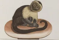 An illustration from (Tafelband 1): Theil 1 - 3 und Supplement 1 u. 2: Taf. I - CLXV (1775)