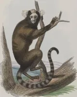 An illustration from (Tafelband 1): Theil 1 - 3 und Supplement 1 u. 2: Taf. I - CLXV (1775)