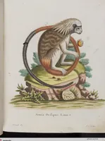 An illustration from (Tafelband 1): Theil 1 - 3 und Supplement 1 u. 2: Taf. I - CLXV (1775)