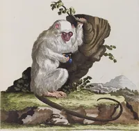 An illustration from (Tafelband 1): Theil 1 - 3 und Supplement 1 u. 2: Taf. I - CLXV (1775)