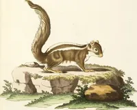 Picture 100 of 355 from (Tafelband 2): Theil 4 - 7 und Supplement 3 u. 4: Taf. CLXVI - CCCLXXXIV (1792), leaf 100