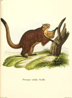 Picture 106 of 355 from (Tafelband 2): Theil 4 - 7 und Supplement 3 u. 4: Taf. CLXVI - CCCLXXXIV (1792), leaf 107