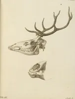 An illustration from (Tafelband 2): Theil 4 - 7 und Supplement 3 u. 4: Taf. CLXVI - CCCLXXXIV (1792)
