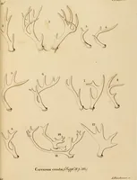 An illustration from (Tafelband 2): Theil 4 - 7 und Supplement 3 u. 4: Taf. CLXVI - CCCLXXXIV (1792)