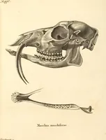 Picture 145 of 355 from (Tafelband 2): Theil 4 - 7 und Supplement 3 u. 4: Taf. CLXVI - CCCLXXXIV (1792), leaf 153
