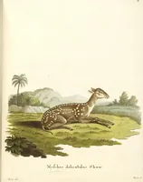 Picture 149 of 355 from (Tafelband 2): Theil 4 - 7 und Supplement 3 u. 4: Taf. CLXVI - CCCLXXXIV (1792), leaf 157
