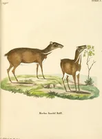 Picture 150 of 355 from (Tafelband 2): Theil 4 - 7 und Supplement 3 u. 4: Taf. CLXVI - CCCLXXXIV (1792), leaf 158