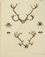 Picture 163 of 355 from (Tafelband 2): Theil 4 - 7 und Supplement 3 u. 4: Taf. CLXVI - CCCLXXXIV (1792), leaf 179