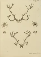 An illustration from (Tafelband 2): Theil 4 - 7 und Supplement 3 u. 4: Taf. CLXVI - CCCLXXXIV (1792)