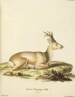 Picture 174 of 355 from (Tafelband 2): Theil 4 - 7 und Supplement 3 u. 4: Taf. CLXVI - CCCLXXXIV (1792), leaf 191