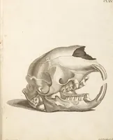 Picture 2 of 355 from (Tafelband 2): Theil 4 - 7 und Supplement 3 u. 4: Taf. CLXVI - CCCLXXXIV (1792), leaf 2