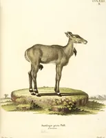 Picture 183 of 355 from (Tafelband 2): Theil 4 - 7 und Supplement 3 u. 4: Taf. CLXVI - CCCLXXXIV (1792), leaf 210
