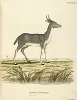 Picture 186 of 355 from (Tafelband 2): Theil 4 - 7 und Supplement 3 u. 4: Taf. CLXVI - CCCLXXXIV (1792), leaf 214