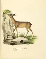 Picture 187 of 355 from (Tafelband 2): Theil 4 - 7 und Supplement 3 u. 4: Taf. CLXVI - CCCLXXXIV (1792), leaf 215
