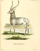 Picture 195 of 355 from (Tafelband 2): Theil 4 - 7 und Supplement 3 u. 4: Taf. CLXVI - CCCLXXXIV (1792), leaf 231