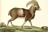 Picture 219 of 355 from (Tafelband 2): Theil 4 - 7 und Supplement 3 u. 4: Taf. CLXVI - CCCLXXXIV (1792), leaf 258