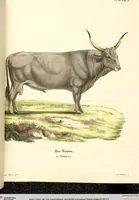 Picture 235 of 355 from (Tafelband 2): Theil 4 - 7 und Supplement 3 u. 4: Taf. CLXVI - CCCLXXXIV (1792), leaf 277