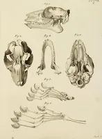 An illustration from (Tafelband 2): Theil 4 - 7 und Supplement 3 u. 4: Taf. CLXVI - CCCLXXXIV (1792)