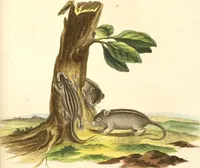 An illustration from (Tafelband 2): Theil 4 - 7 und Supplement 3 u. 4: Taf. CLXVI - CCCLXXXIV (1792)