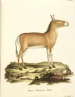Picture 260 of 355 from (Tafelband 2): Theil 4 - 7 und Supplement 3 u. 4: Taf. CLXVI - CCCLXXXIV (1792), leaf 304