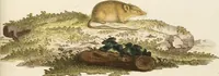 Picture 32 of 355 from (Tafelband 2): Theil 4 - 7 und Supplement 3 u. 4: Taf. CLXVI - CCCLXXXIV (1792), leaf 32
