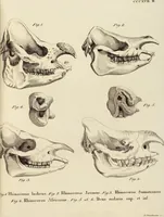Picture 277 of 355 from (Tafelband 2): Theil 4 - 7 und Supplement 3 u. 4: Taf. CLXVI - CCCLXXXIV (1792), leaf 321