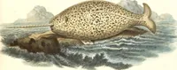 Picture 300 of 355 from (Tafelband 2): Theil 4 - 7 und Supplement 3 u. 4: Taf. CLXVI - CCCLXXXIV (1792), leaf 345