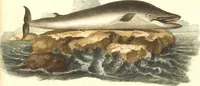 An illustration from (Tafelband 2): Theil 4 - 7 und Supplement 3 u. 4: Taf. CLXVI - CCCLXXXIV (1792)