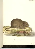 An illustration from (Tafelband 2): Theil 4 - 7 und Supplement 3 u. 4: Taf. CLXVI - CCCLXXXIV (1792)