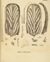 Picture 306 of 355 from (Tafelband 2): Theil 4 - 7 und Supplement 3 u. 4: Taf. CLXVI - CCCLXXXIV (1792), leaf 351