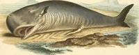An illustration from (Tafelband 2): Theil 4 - 7 und Supplement 3 u. 4: Taf. CLXVI - CCCLXXXIV (1792)