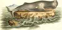 Picture 312 of 355 from (Tafelband 2): Theil 4 - 7 und Supplement 3 u. 4: Taf. CLXVI - CCCLXXXIV (1792), leaf 357