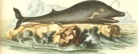 Picture 313 of 355 from (Tafelband 2): Theil 4 - 7 und Supplement 3 u. 4: Taf. CLXVI - CCCLXXXIV (1792), leaf 358