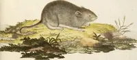 Picture 36 of 355 from (Tafelband 2): Theil 4 - 7 und Supplement 3 u. 4: Taf. CLXVI - CCCLXXXIV (1792), leaf 36