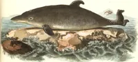 An illustration from (Tafelband 2): Theil 4 - 7 und Supplement 3 u. 4: Taf. CLXVI - CCCLXXXIV (1792)