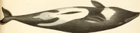 Picture 325 of 355 from (Tafelband 2): Theil 4 - 7 und Supplement 3 u. 4: Taf. CLXVI - CCCLXXXIV (1792), leaf 370