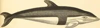 An illustration from (Tafelband 2): Theil 4 - 7 und Supplement 3 u. 4: Taf. CLXVI - CCCLXXXIV (1792)