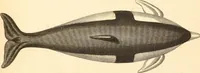 Picture 331 of 355 from (Tafelband 2): Theil 4 - 7 und Supplement 3 u. 4: Taf. CLXVI - CCCLXXXIV (1792), leaf 374