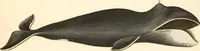 An illustration from (Tafelband 2): Theil 4 - 7 und Supplement 3 u. 4: Taf. CLXVI - CCCLXXXIV (1792)
