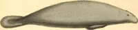 Picture 349 of 355 from (Tafelband 2): Theil 4 - 7 und Supplement 3 u. 4: Taf. CLXVI - CCCLXXXIV (1792), leaf 391