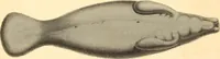 Picture 350 of 355 from (Tafelband 2): Theil 4 - 7 und Supplement 3 u. 4: Taf. CLXVI - CCCLXXXIV (1792), leaf 391