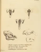 Picture 353 of 355 from (Tafelband 2): Theil 4 - 7 und Supplement 3 u. 4: Taf. CLXVI - CCCLXXXIV (1792), leaf 394