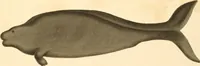 An illustration from (Tafelband 2): Theil 4 - 7 und Supplement 3 u. 4: Taf. CLXVI - CCCLXXXIV (1792)