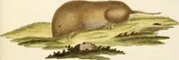 Picture 40 of 355 from (Tafelband 2): Theil 4 - 7 und Supplement 3 u. 4: Taf. CLXVI - CCCLXXXIV (1792), leaf 40