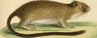 Picture 45 of 355 from (Tafelband 2): Theil 4 - 7 und Supplement 3 u. 4: Taf. CLXVI - CCCLXXXIV (1792), leaf 45