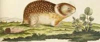 Picture 47 of 355 from (Tafelband 2): Theil 4 - 7 und Supplement 3 u. 4: Taf. CLXVI - CCCLXXXIV (1792), leaf 47