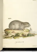 Picture 50 of 355 from (Tafelband 2): Theil 4 - 7 und Supplement 3 u. 4: Taf. CLXVI - CCCLXXXIV (1792), leaf 50