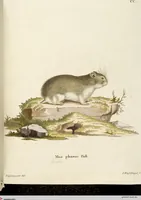 Picture 55 of 355 from (Tafelband 2): Theil 4 - 7 und Supplement 3 u. 4: Taf. CLXVI - CCCLXXXIV (1792), leaf 55